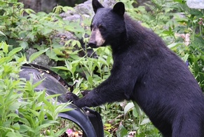 Bear