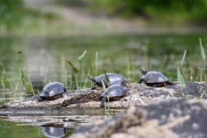 Turtles