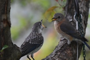 Birds